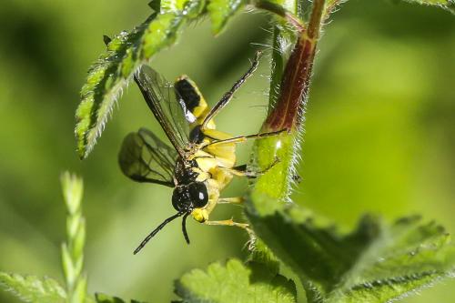 Tenthredo sp.